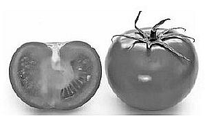Выберите подходящий тип томатов По срокам созревания плодов сорта и гибриды - фото 1