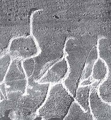 Б Страусы Сахара Изображены были не менее 10 тыс лет назад В Лось и - фото 3