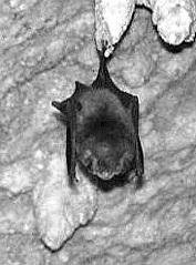 Летучая мышь в пещере Встреченных в пещере летучих мышей трогать все же не - фото 5