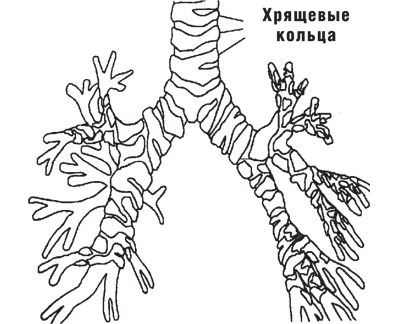 Рисунок 2 Перевернутое бронхиальное дерево со своими мелкими веточками - фото 2