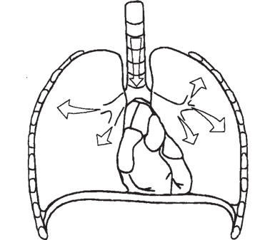 Рисунок 4 Снизу грудная полость закрыта и отделена от брюшной полости мышечным - фото 4