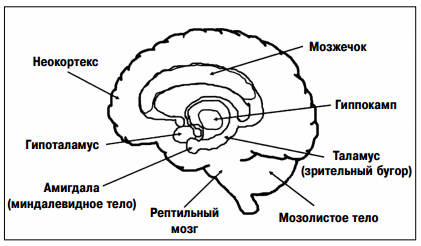 Рис 3 Схема строения лимбического мозга с указанием его основных частей - фото 3