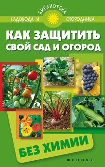 Ирина Зайцева - Лекарственные свойства овощей и фруктов вашего участка