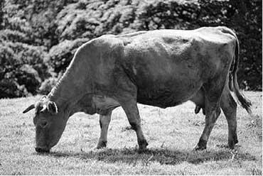 Крупный рогатый скот принято классифицировать по различным признакам и - фото 1