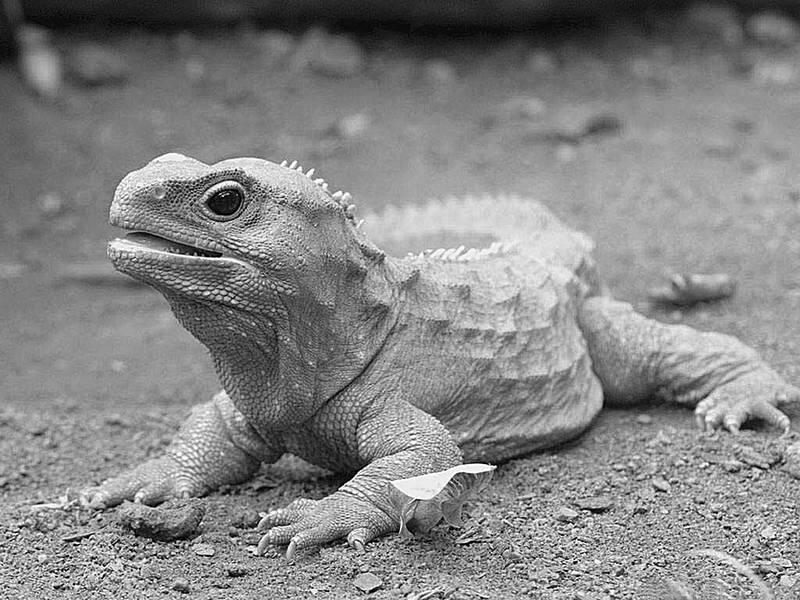 Гаттерия или туатара знаменитая ящерица с третьим глазом Впрочем - фото 1