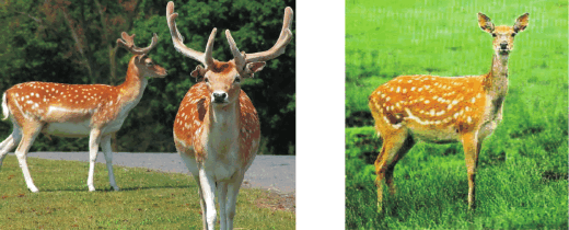 Рисунок 1 Самец слева и самка справа пятнистого оленя Электронный - фото 1