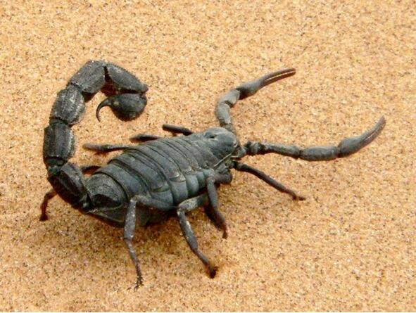 Не джентльмен и не пижон Обыкновенный Скорпион Имеет жало на хвосте Вы не - фото 7
