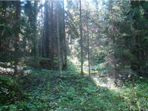 Страшен июньский лес И пусть до Ивана Купалы ещё далеко Пусть ландыш цветёт - фото 4