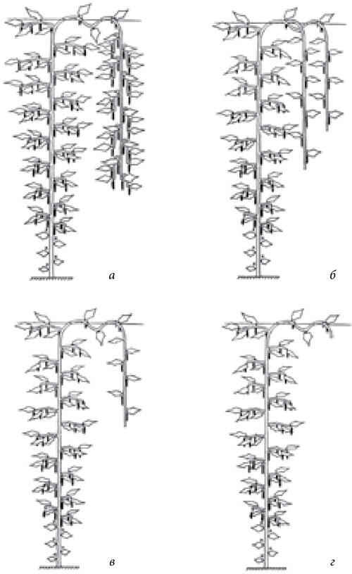 Рис 2 Формирование растений огурца в теплицах а формирование - фото 3