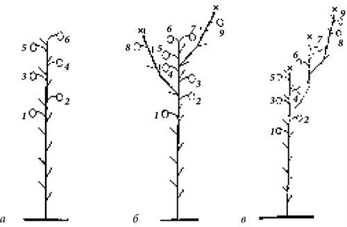 Рис 5 Схема формирования детерминантных сортов и гибридов помидора 1 в - фото 8