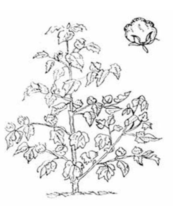 Рис 1 Хлопчатник Gossypium Это однолетнее кустарниковое растение с крупными - фото 1