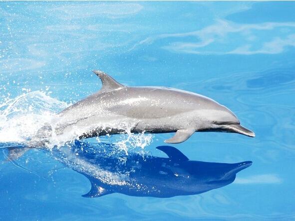 Друзья людей в морях Дельфины Они пластичны и легки На солнце их сверкают - фото 3