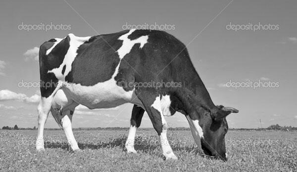 Содержание и разведение коров Коровы особенно продуктивные животные В - фото 1