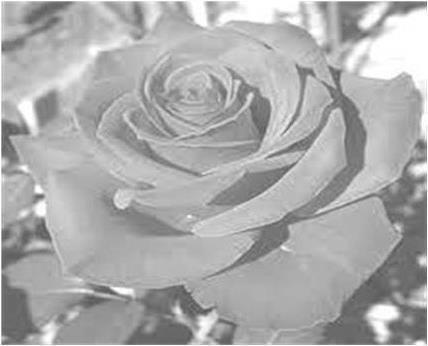 Рисунок 1 Роза RedChateau Посадку розы лучше проводить осенью в ноябре Перед - фото 1