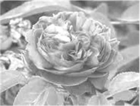 Рисунок 2 Роза эфиромасличная ИлангИланг Родиной розы считают Иран - фото 2