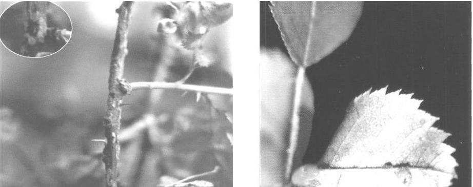 Рисунок 4 Цеома ржавчины на побегах и жилках розы Пятнистость вызывает - фото 4