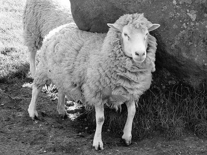 Овцы чувствуют себя здесь вольготно Каждая часть страны имеет свою отдельную - фото 4