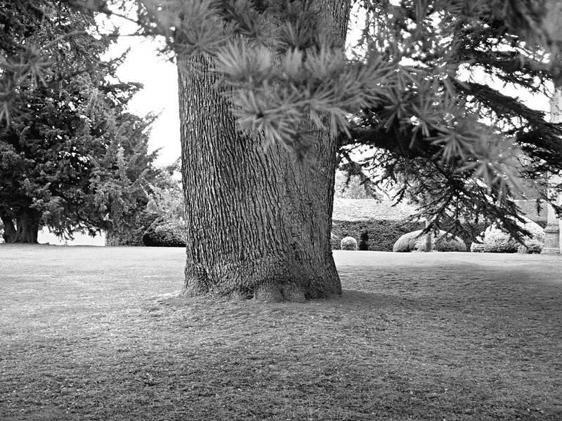 Древнее дерево в парке замка Садлей Впервые замок упоминается в 1066 году в - фото 9