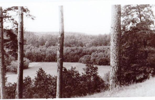 Моя старая фотография звенигородской природы конца 80х годов прошлого века - фото 1
