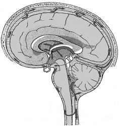 Рис 3 Мозговые оболочки Стрелками указан ток ликвора в подпаутинной - фото 3