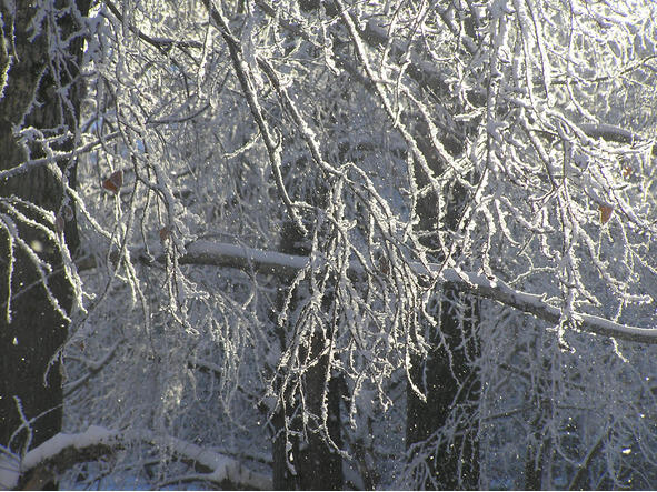 Снежные деревья С неба полилась нежная синь сумерек когда морозята во главе с - фото 2