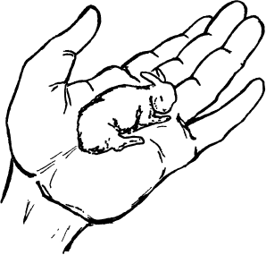 Рис 2 Крольчонок в первый день после рождения Даже при комнатной температуре - фото 2