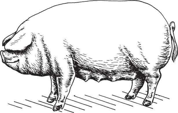 Рис 9 Эстонская беконная свиноматка Эту породу широко используют для - фото 10