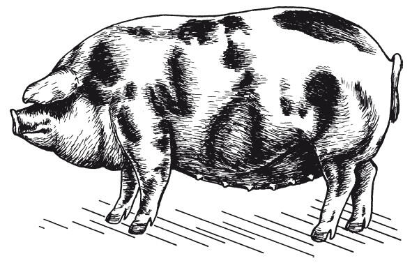 Рис 11 Миргородская порода свиноматка Вес взрослого хряка 280325 кг - фото 12