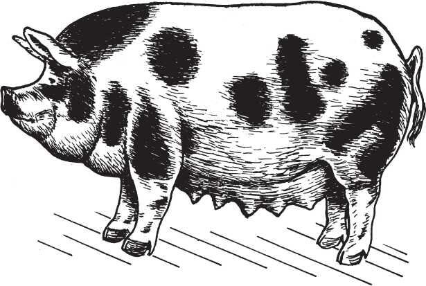 Рис 12 Украинская степная рябая порода свиноматка Животные имеют крепкую - фото 13