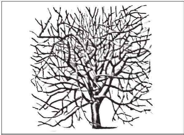 Рис 4 Естественно растущее дерево яблони острые углы сильное загущение - фото 4