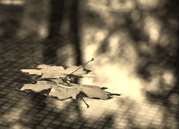 Ветер вышел на прогулку хулиганя между деревьями в сквере срывая листья и - фото 1
