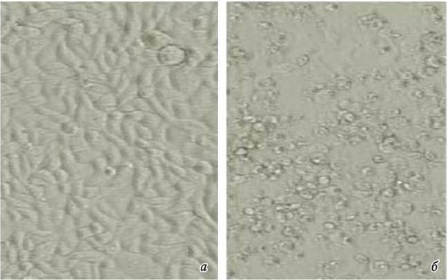 Рис 3 Интактные клетки линии VeroSLAM а и цитопатическое действие вируса - фото 3