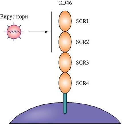 Рис 4 Структура рецепторов Morbillivirus Рецептор CD46 Короткие - фото 4