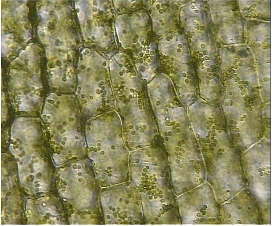 Рисунок 3 Клетки листа элодеи канадской под микроскопом На препарате - фото 3