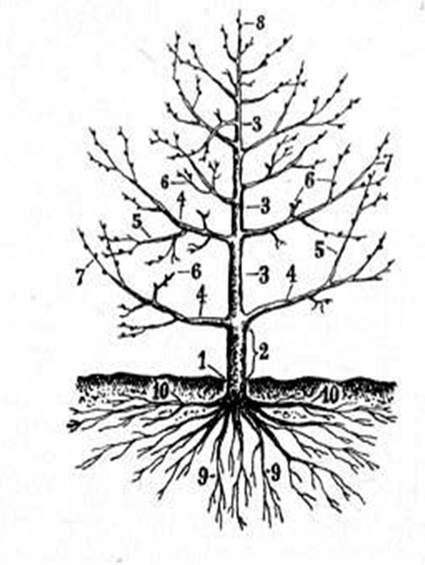 Рисунок 1 Структура плодового дерева 1 корневая шейка 2 штамб 3 - фото 1