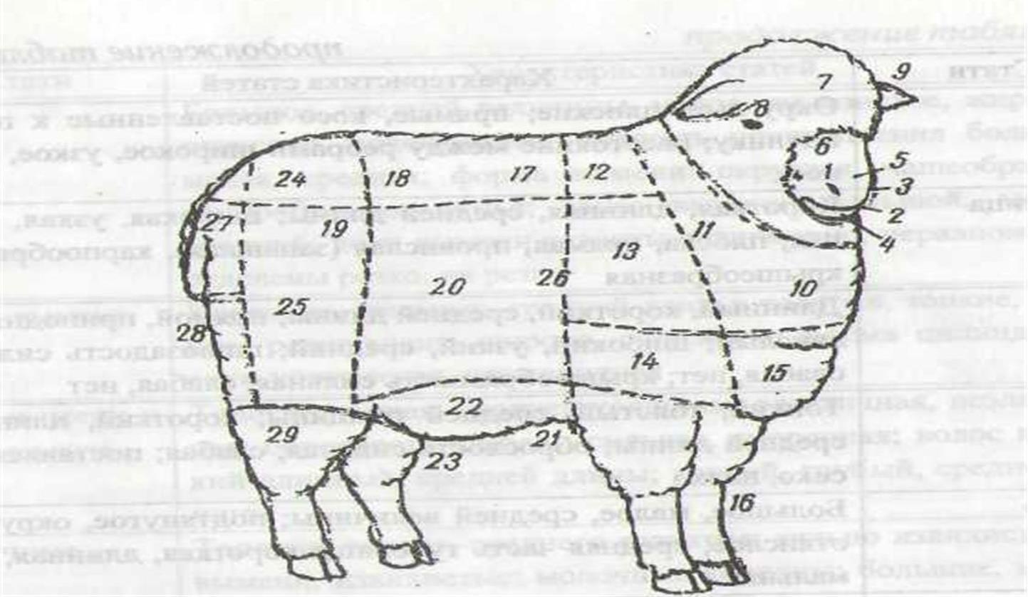Рисунок 3 Стати овцы 1 морда 2 рот 3 ноздри 4 губы 5 нос 6 - фото 3