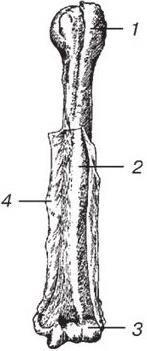 Рис 12 Внешнее строение плечевой кости 1 проксимальный верхний эпифиз - фото 2