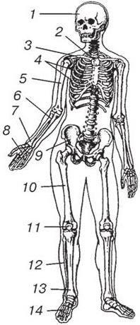 Рис 13 Скелет человека вид спереди 1 череп 2 грудина 3 ключица - фото 3