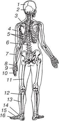 Рис 14 Скелет человека вид сзади 1 теменная кость 2 затылочная - фото 4