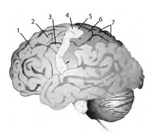 Рис 17 Кора головного мозга 1 лобная доля 2 дополнительная моторная - фото 7