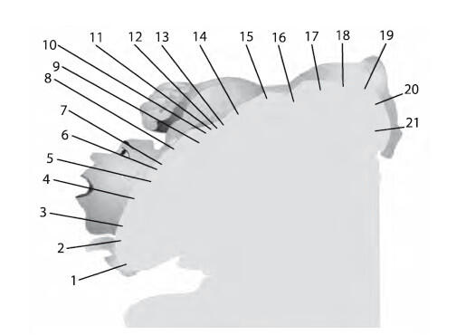 Рис 18 Представительство мышц в коре головного мозга 1 глотательных 2 - фото 8