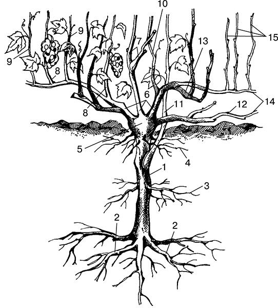 Рисунок 1 Строение виноградного куста 1 корневой штамб 2 пяточные корни - фото 1