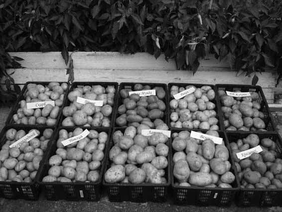 Хотите вырастить картошку Нет ничего проще В хороший майский день выройте - фото 3