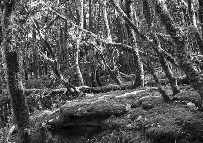 Самшитовый лес Руслан вначале смотрел по сторонам пытаясь удержать свой взор - фото 2