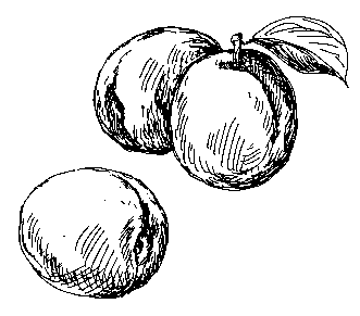 Арония черноплодная рябина Почему измельчали ягоды аронии Потому что - фото 6