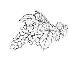 Обязательно ли на СевероЗападе выращивать виноград в теплице Вовсе не - фото 10