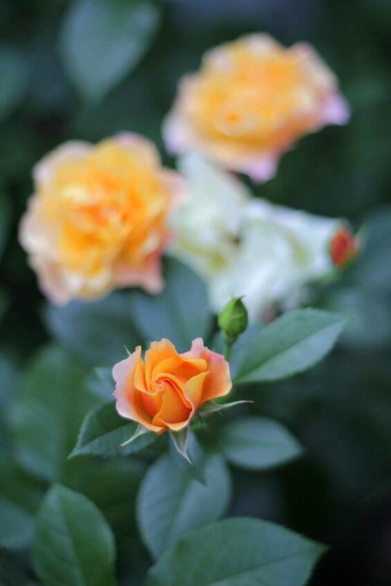 Каждая роза загадка и обещание Но она не только королева цветника она сама - фото 2