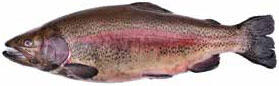 Ценная промысловая рыба семейства лососёвых речную и озёрную разновидности - фото 3