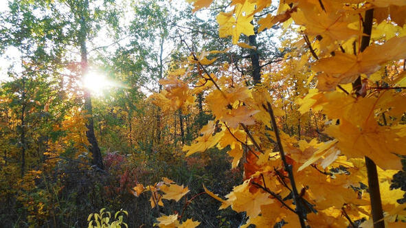 Смешная яркорыжая девчонка Дарила щедро краски по лесам Рисуя осень - фото 2