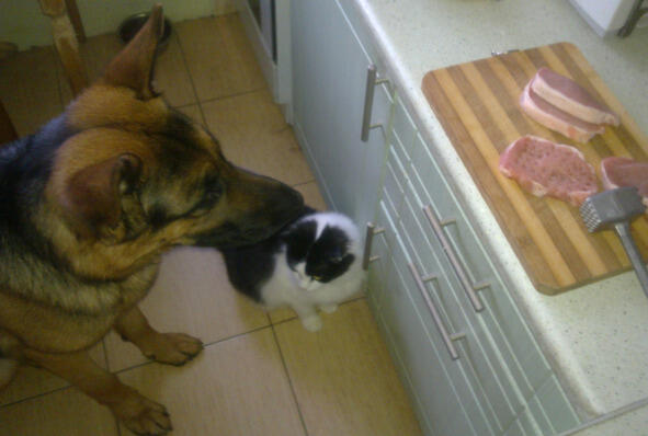 Когда кота угощали сырым мясом Тишка не спешил сразу все съесть Он показывал - фото 7